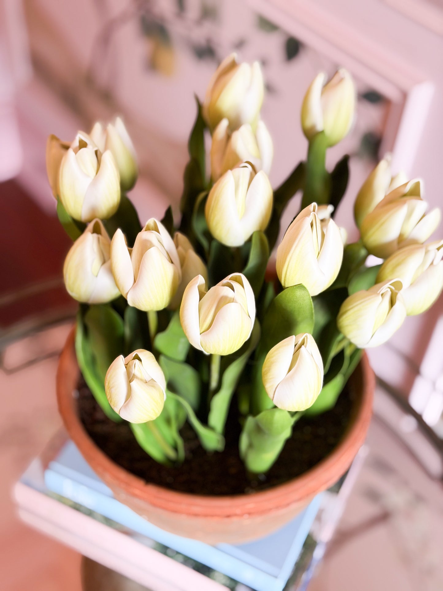 Blanc Box Cream Dutch Tulip Pot