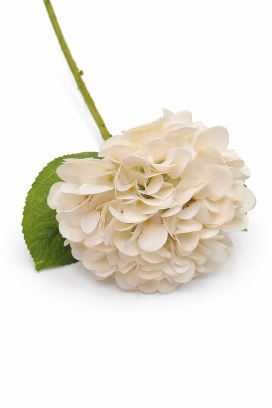 Blanc Box White Just Cut Grand Hydrangea