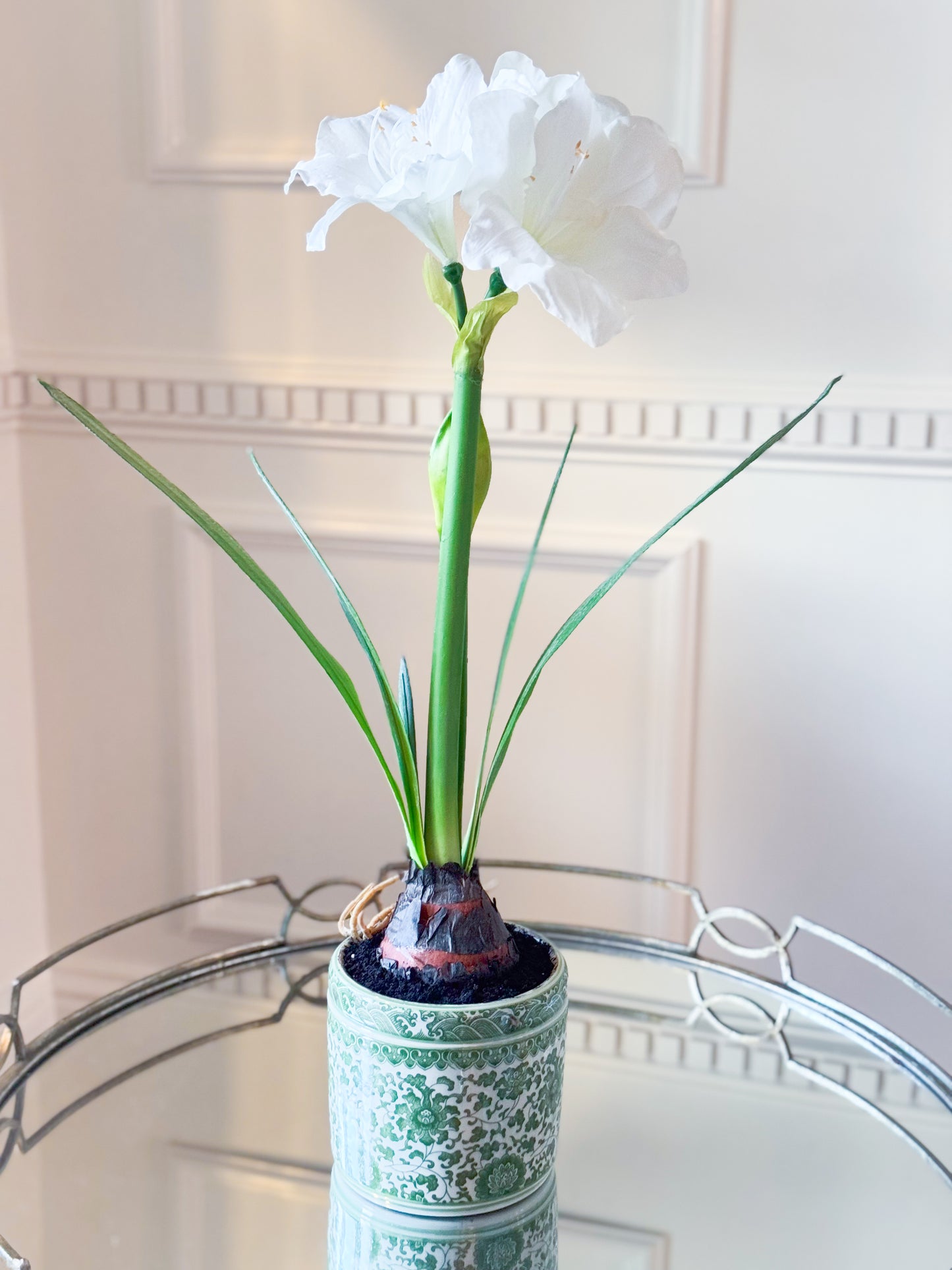 Amaryllis In Green And White Ceramic Planter