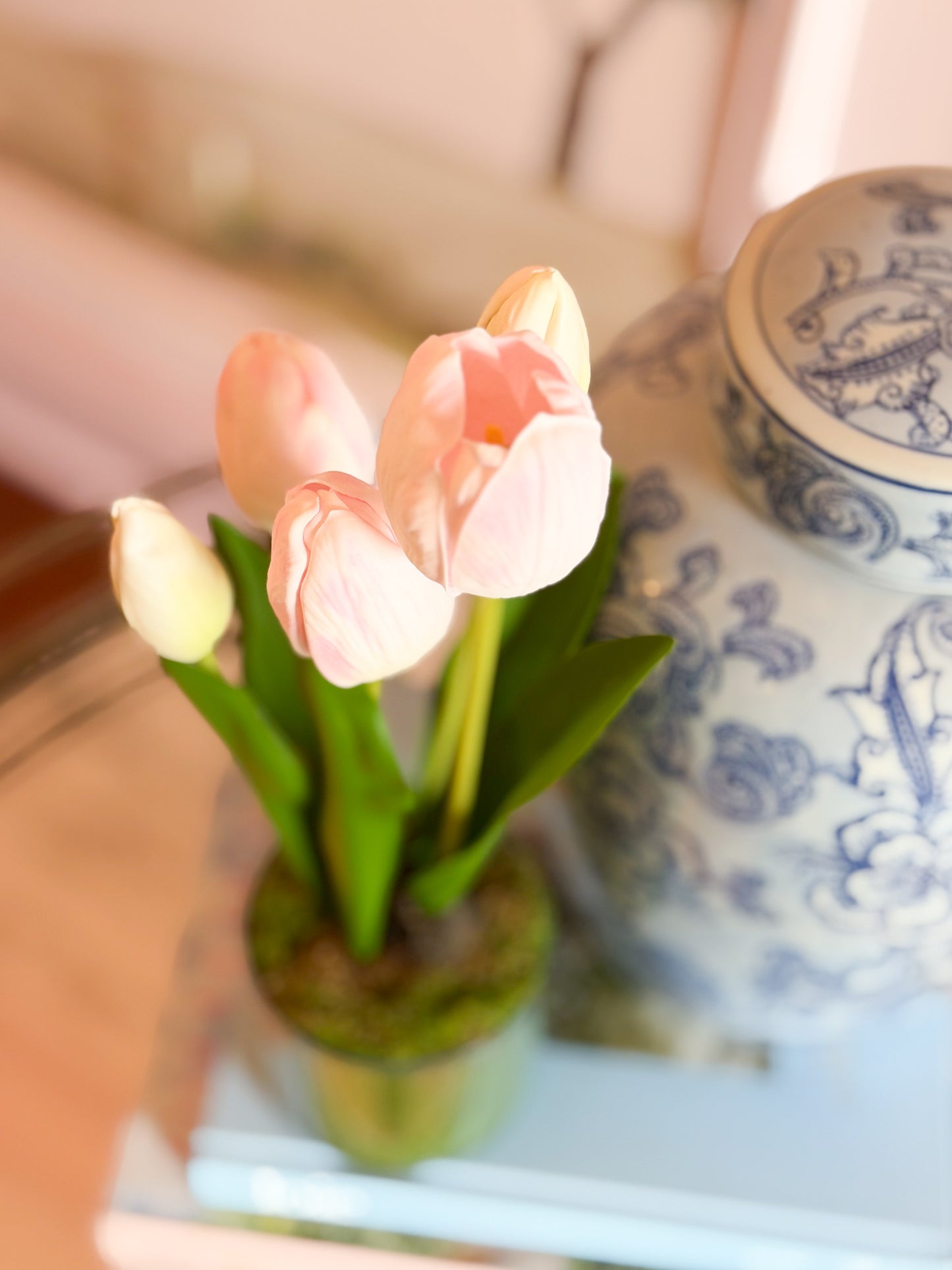 Tulip in plastic pot 15”