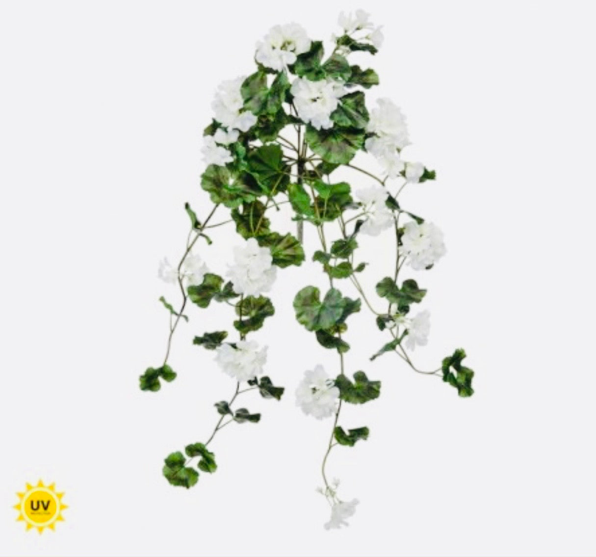 36" UV NAT.TCH SUMMER HANGING
GERANIUM PLANT