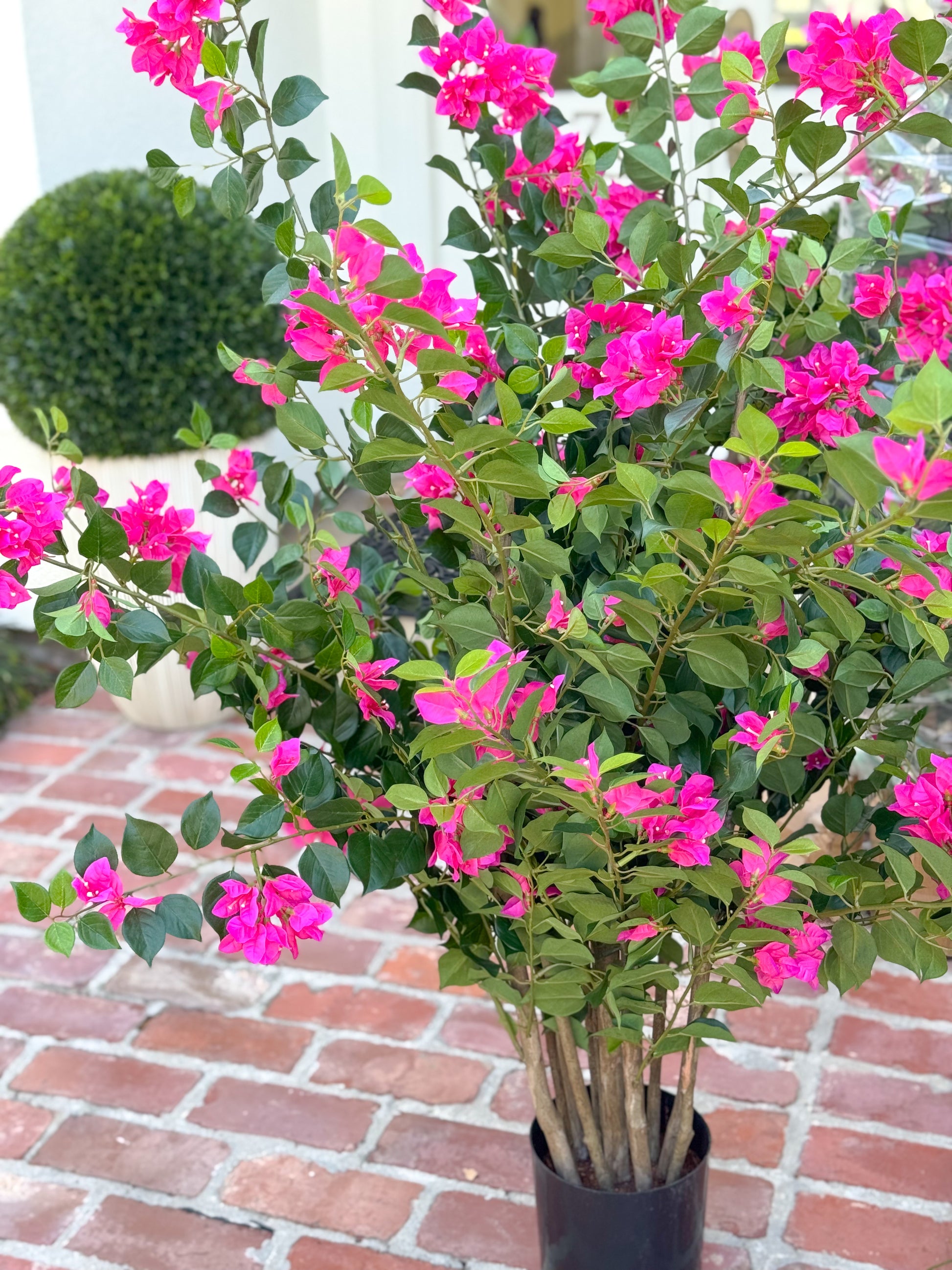 can i plant bougainvillea in a pot 39" Bougainvillea Plant in Pot – Blanc Box