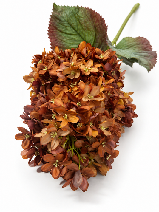 Pegee Hydrangea
