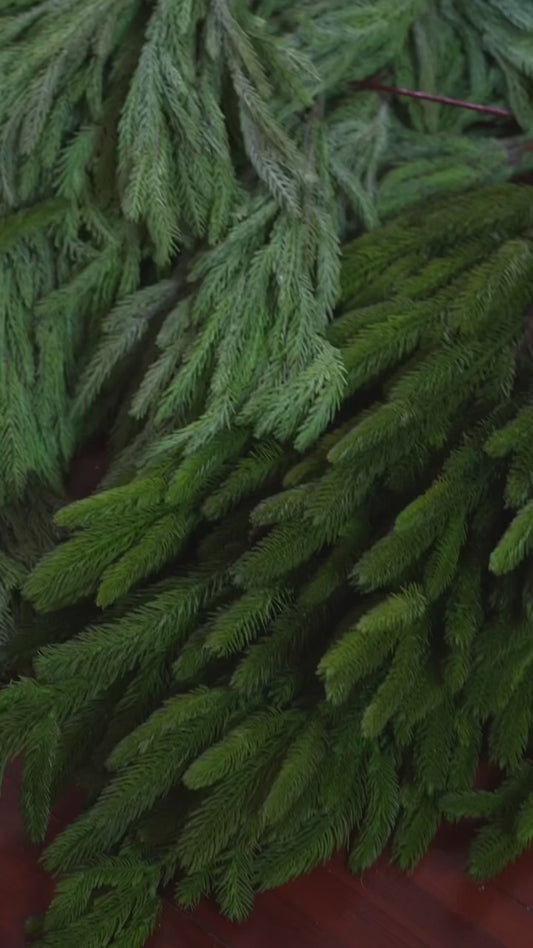The Evergreen Box