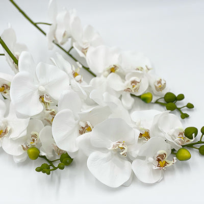 34” White Orchids