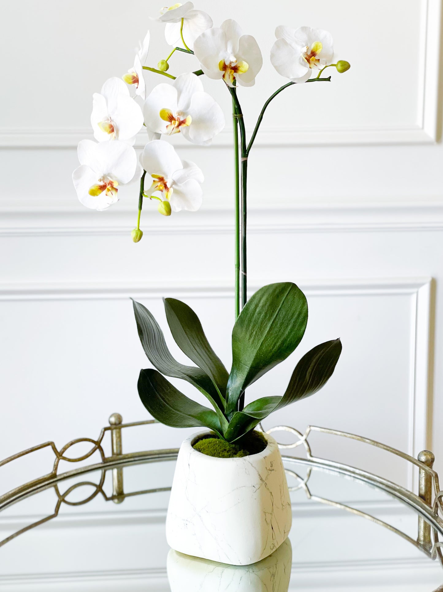 Orchid Plant In Marbleized Planter