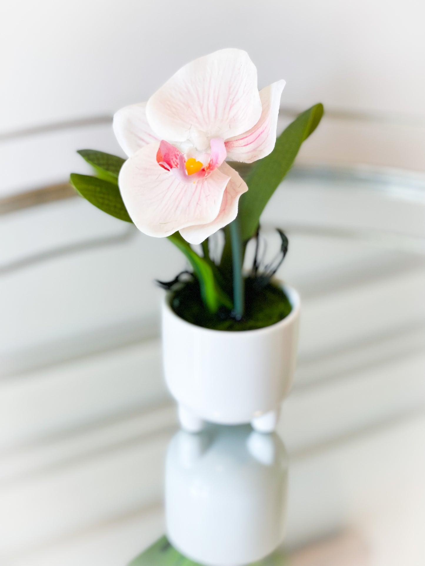 Soft Pink Phalaenopsis Plant In White Ceramic Pot