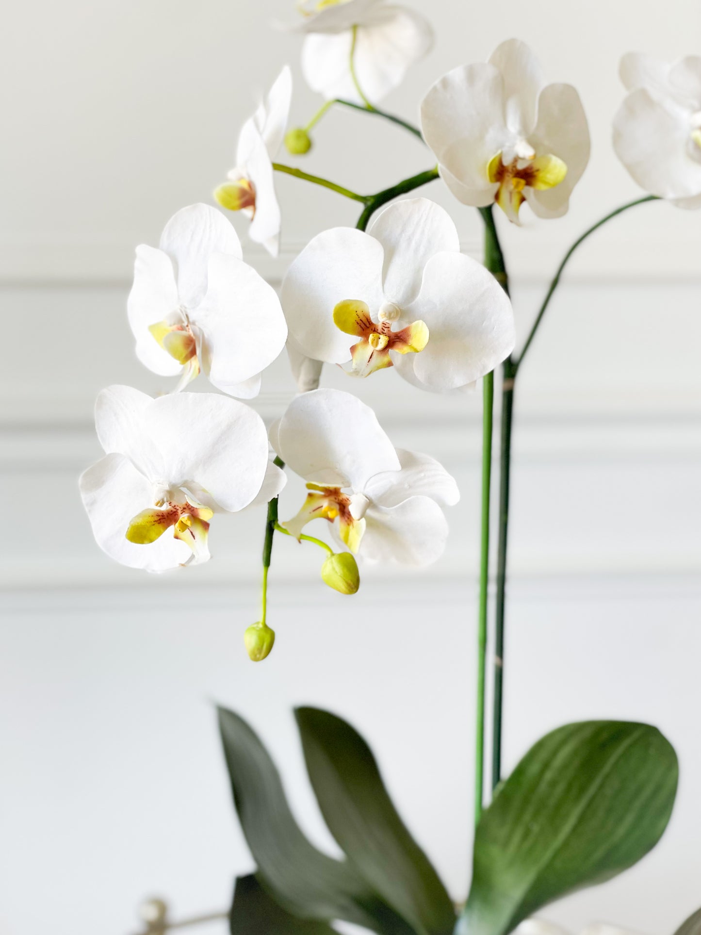 Orchid Plant In Marbleized Planter
