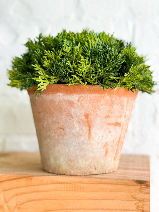 Cypress In Clay Pot