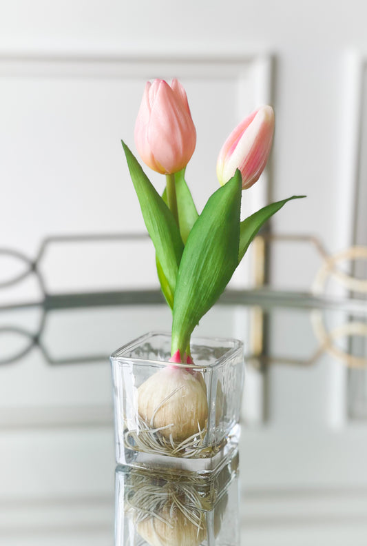 Soft Pink Tulip Bud And Bulb In Vase