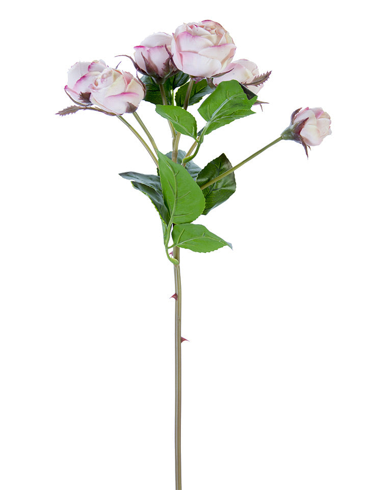 Fresh Touch Light Pink English Rose Buds