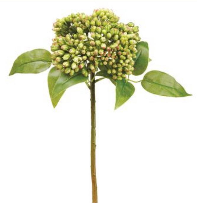 Sedum Berry Spray- Green