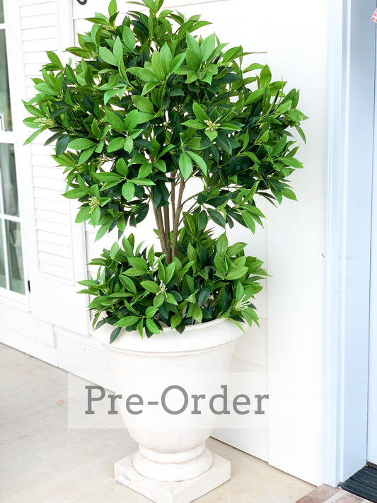 Bay Leaf Topiary