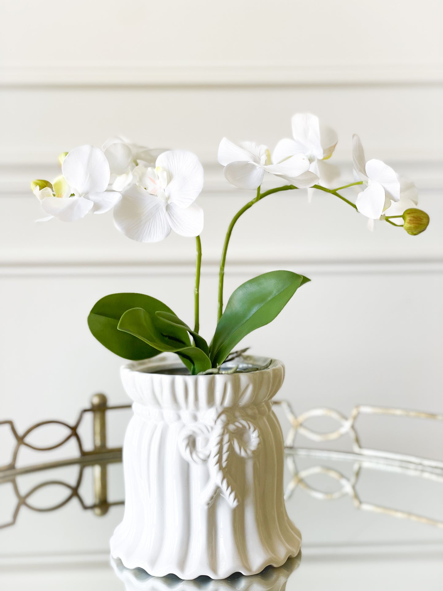 White Butterfly Orchid Plant