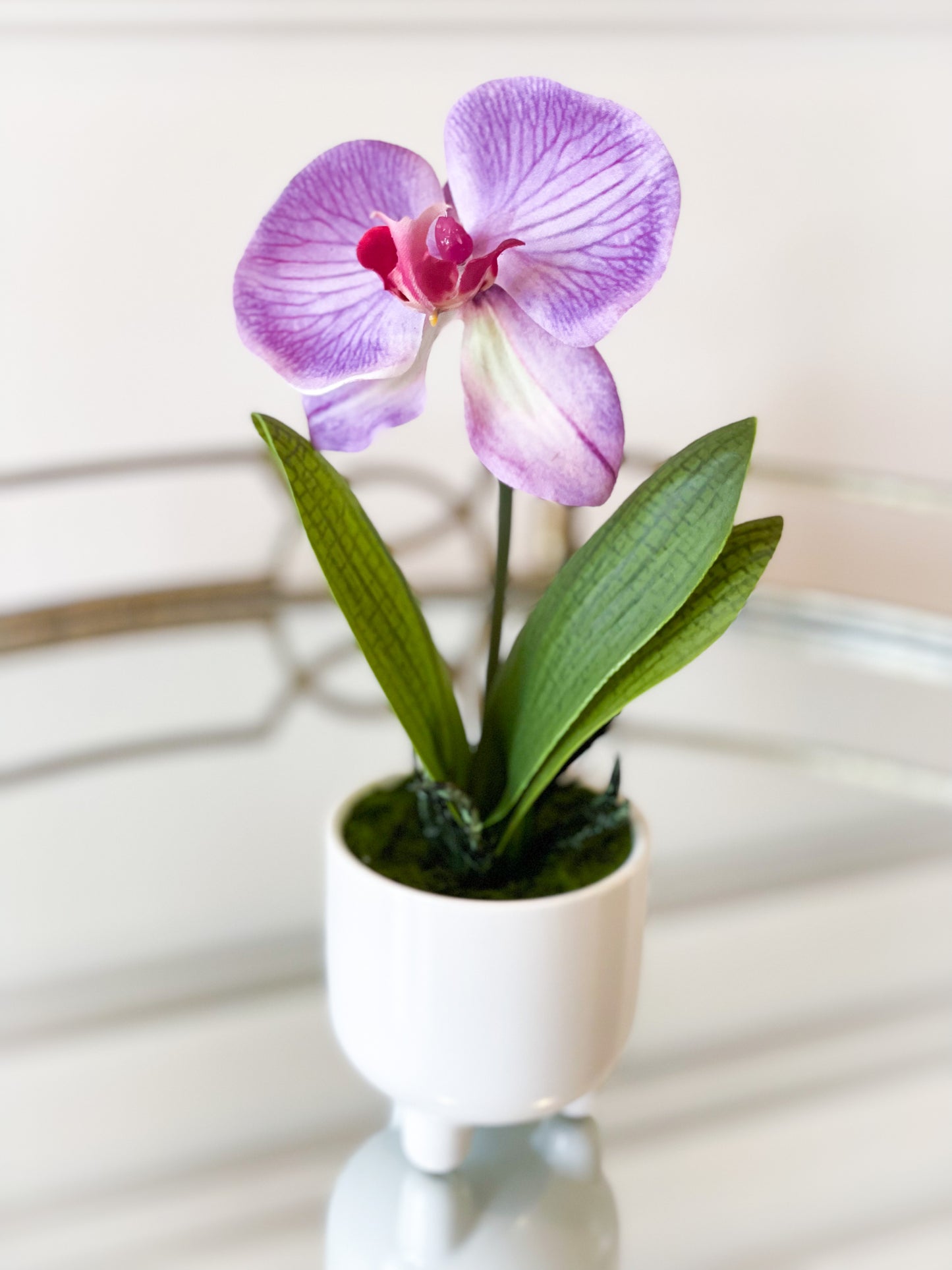 Purple Phalaenopsis Plant In White Ceramic Pot