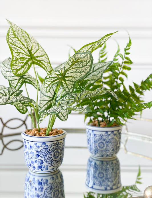 Caladium/Fern House Plant Set