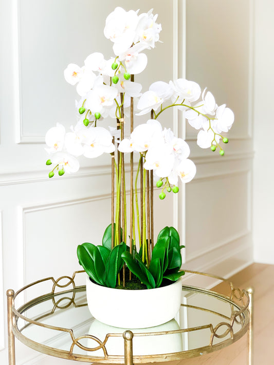 Large White Orchid Plant in Cement Pot