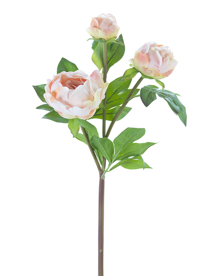 Fresh Touch Light Coral 3 Peony Buds