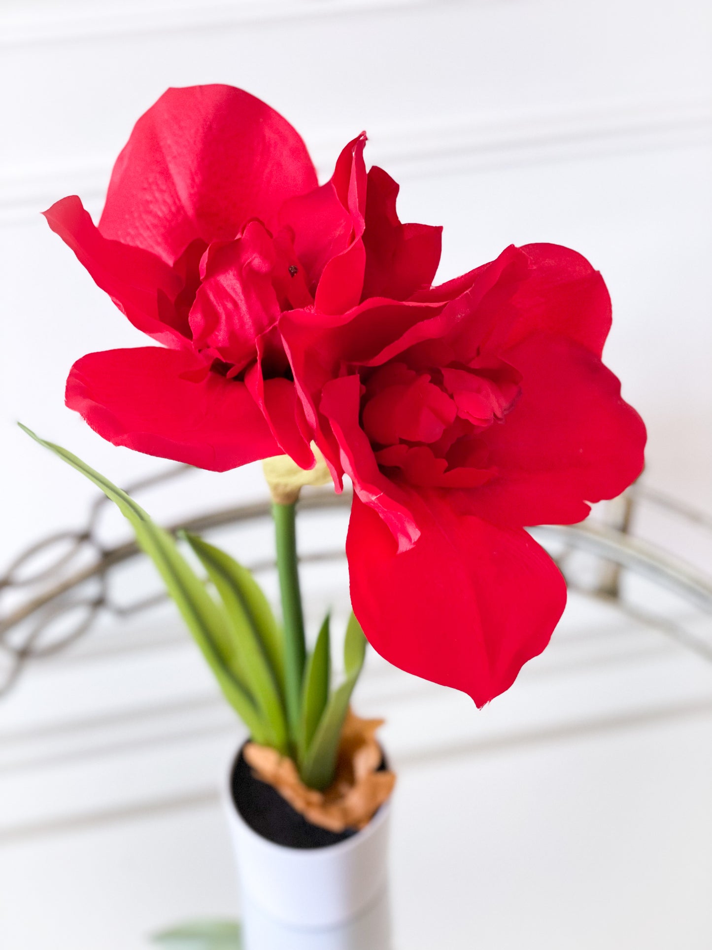 Single Potted Amaryllis