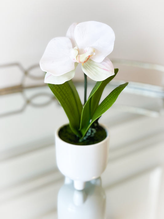 White Phalaenopsis Plant In White Ceramic Pot