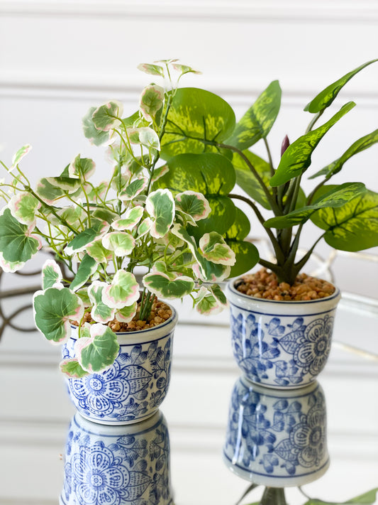 Caladium/Clover House Plant Set