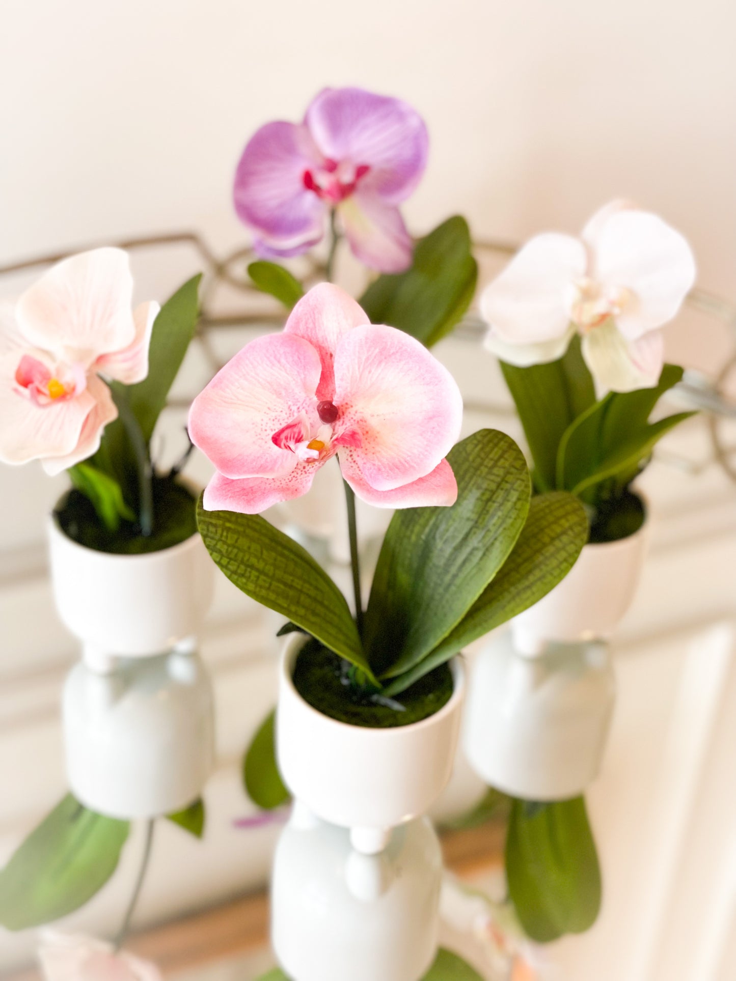 Soft Pink Phalaenopsis Plant In White Ceramic Pot