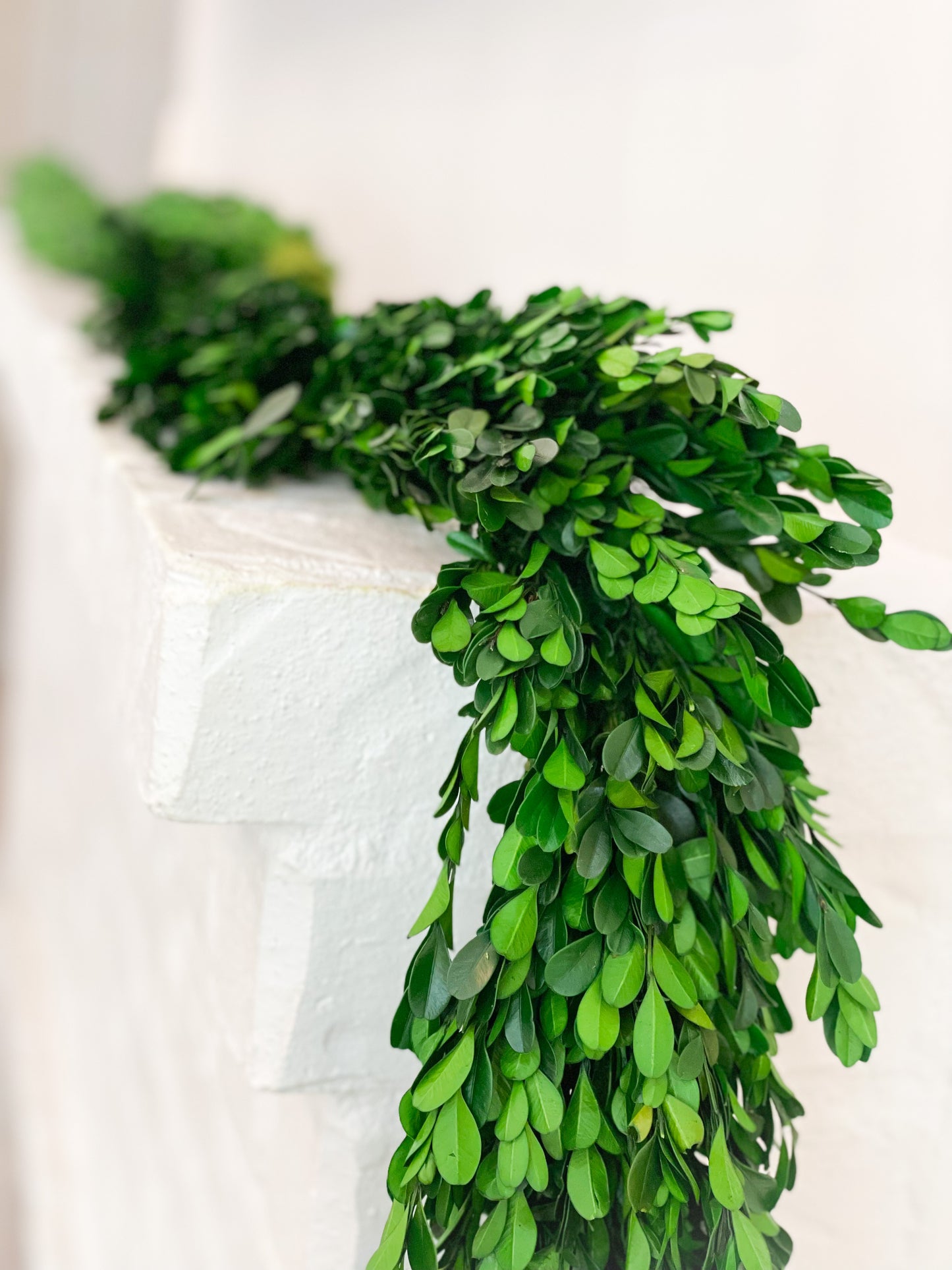 Preserved Boxwood Garland – Blanc Box