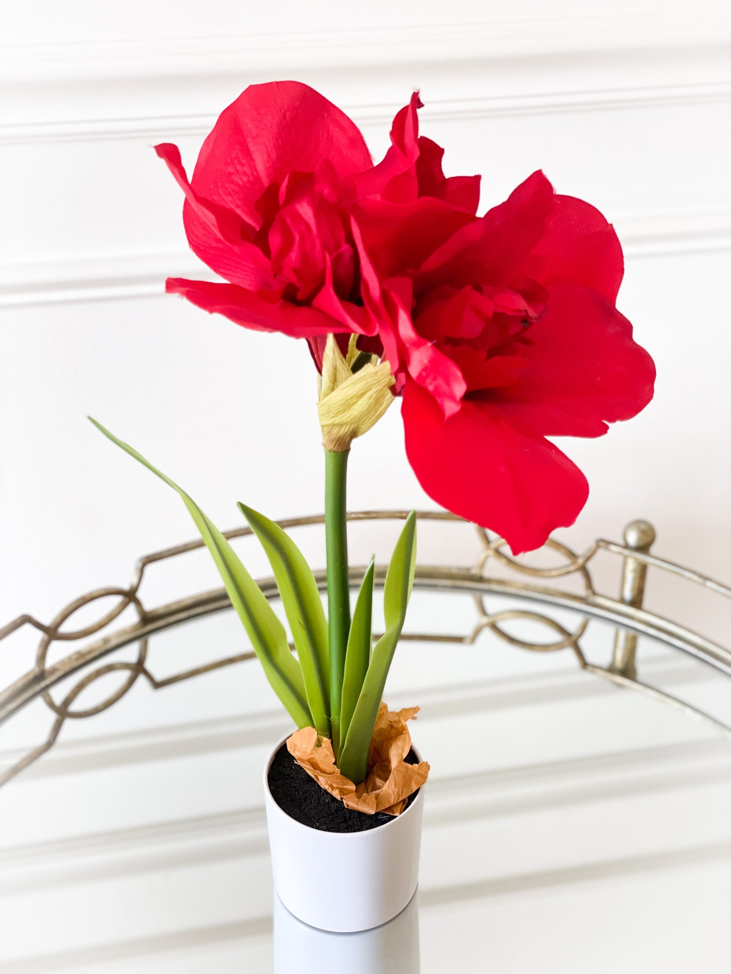 Single Potted Amaryllis