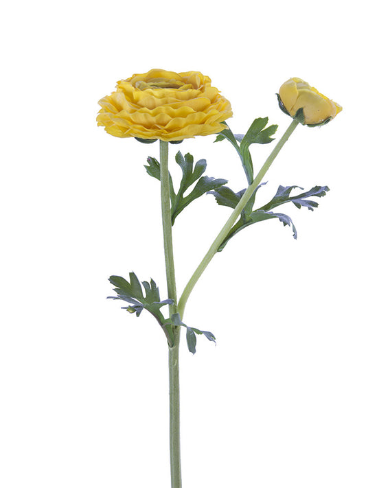 Fresh Touch Yellow Asiatic Ranunculus