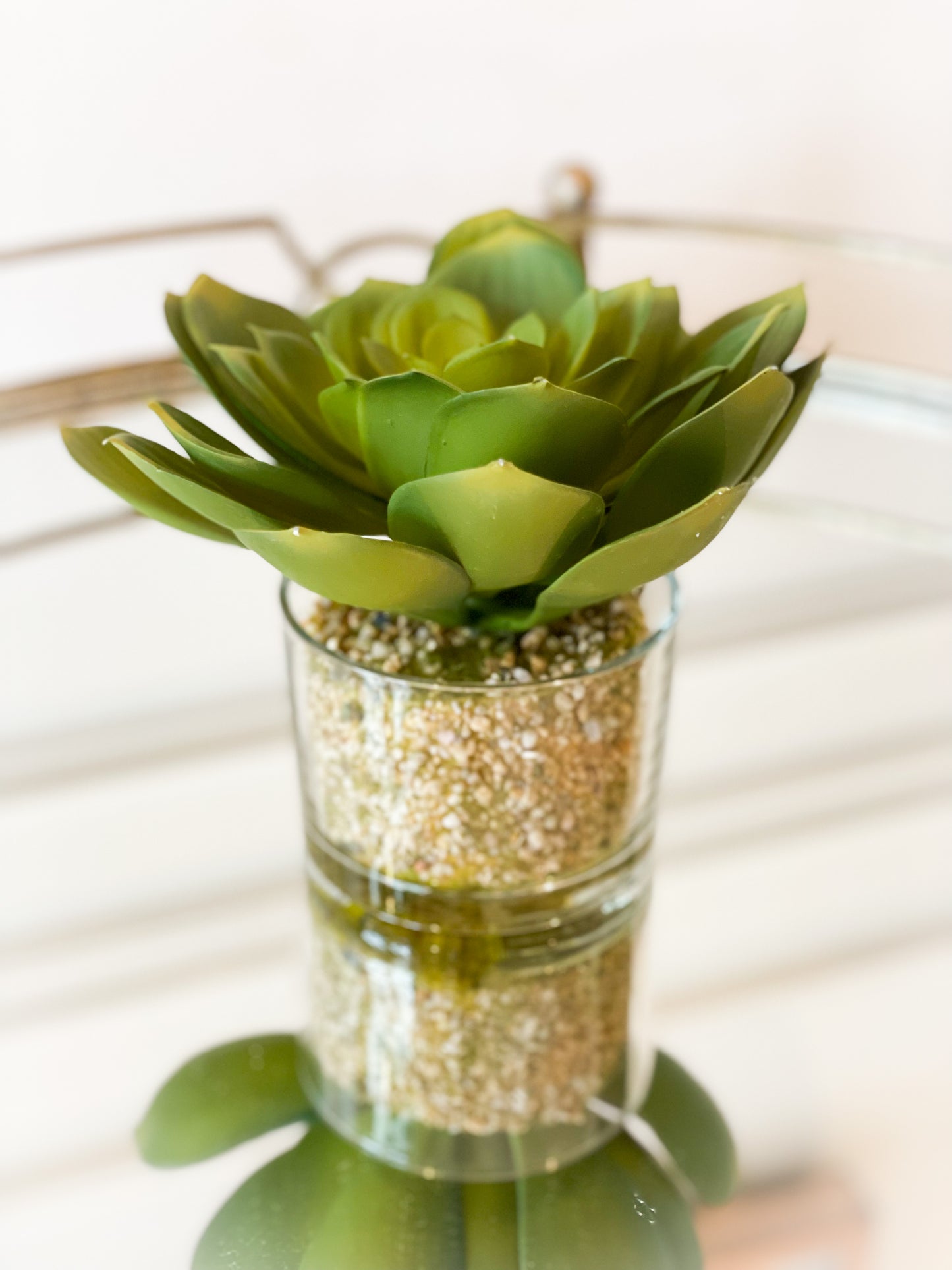 Echeveria In A Glass Vase