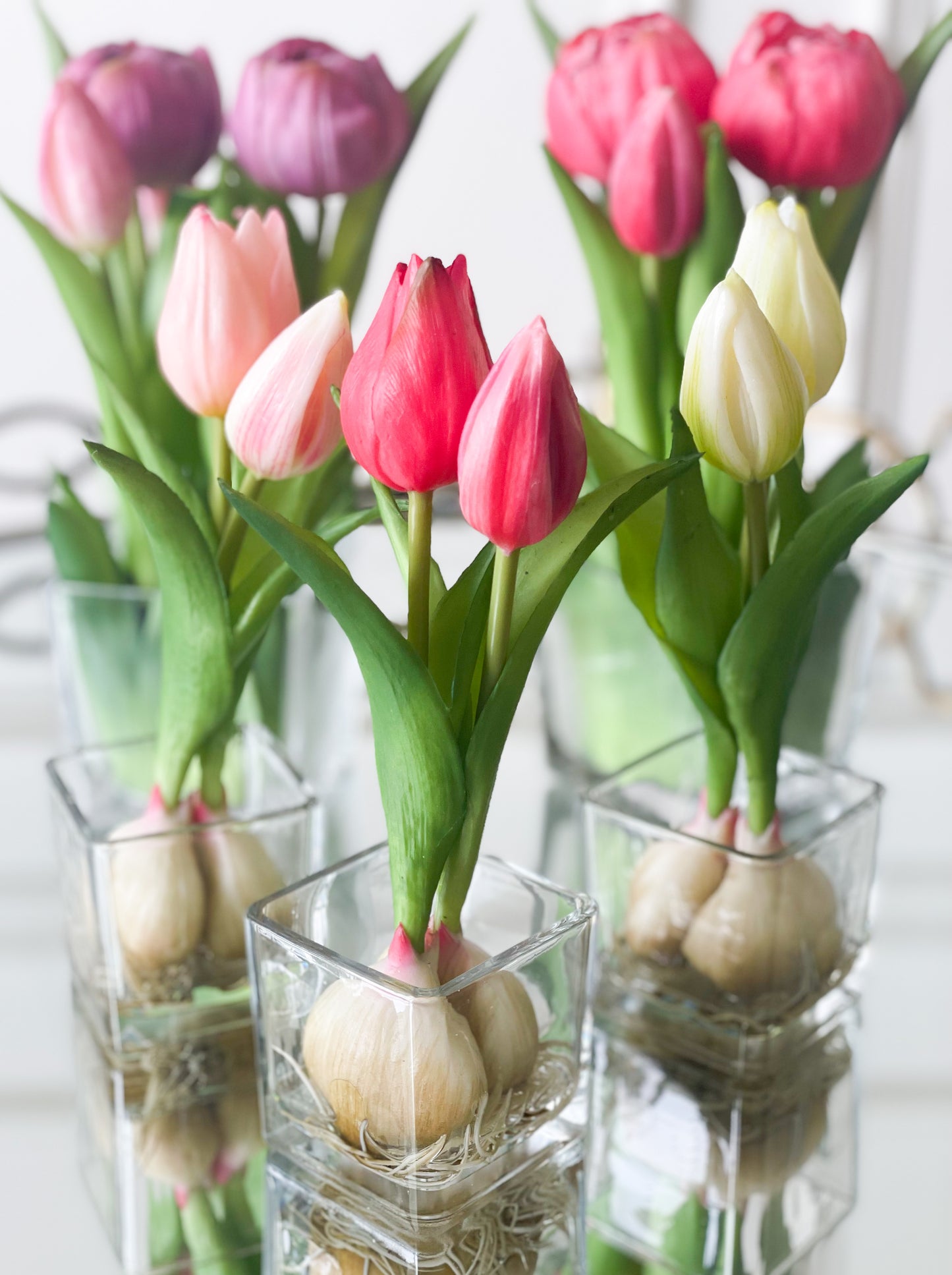 Fuchsia Tulip Bud And Bulb In Vase