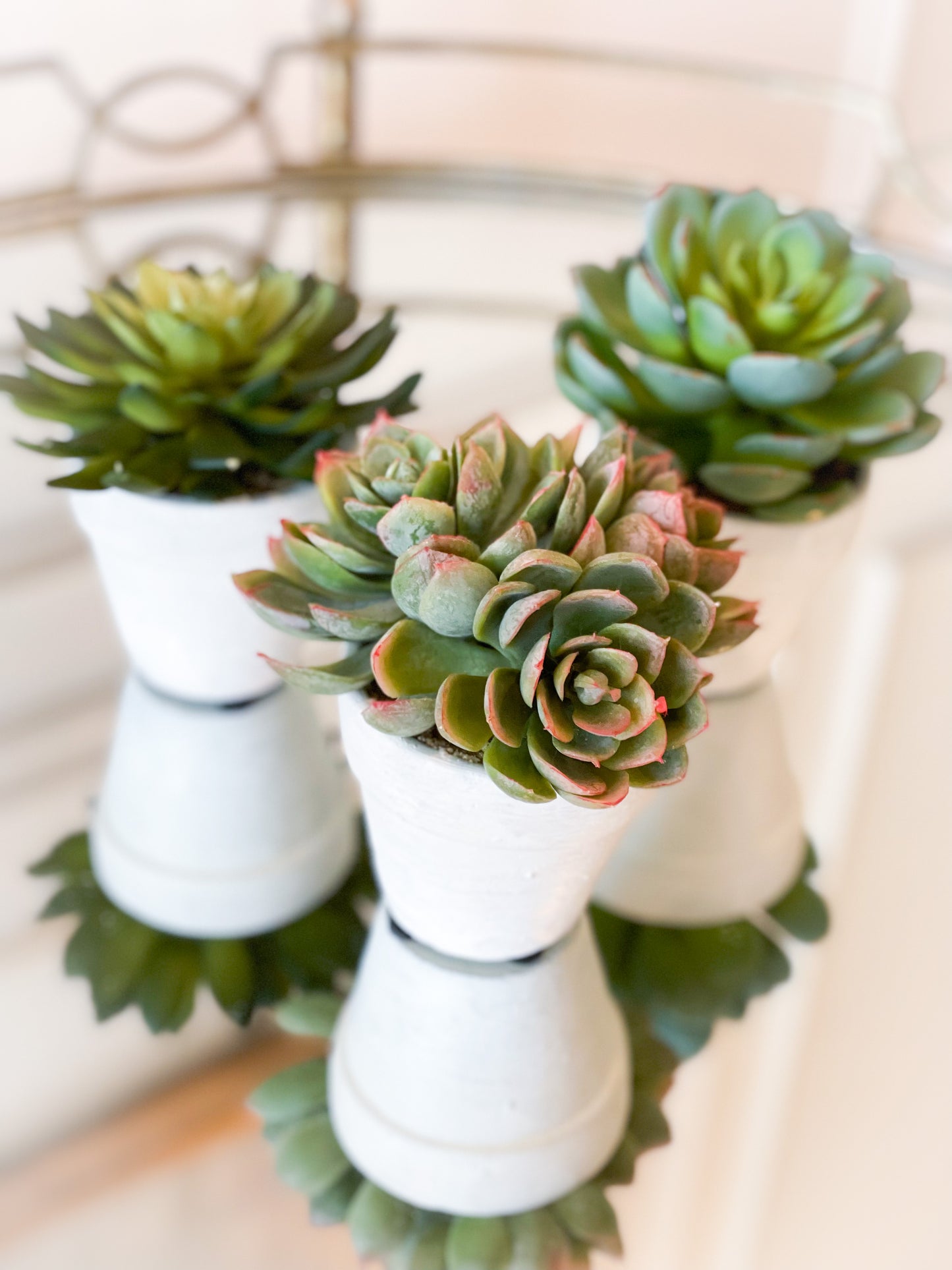 Set Of Three Succulents In White Ceramic Pots