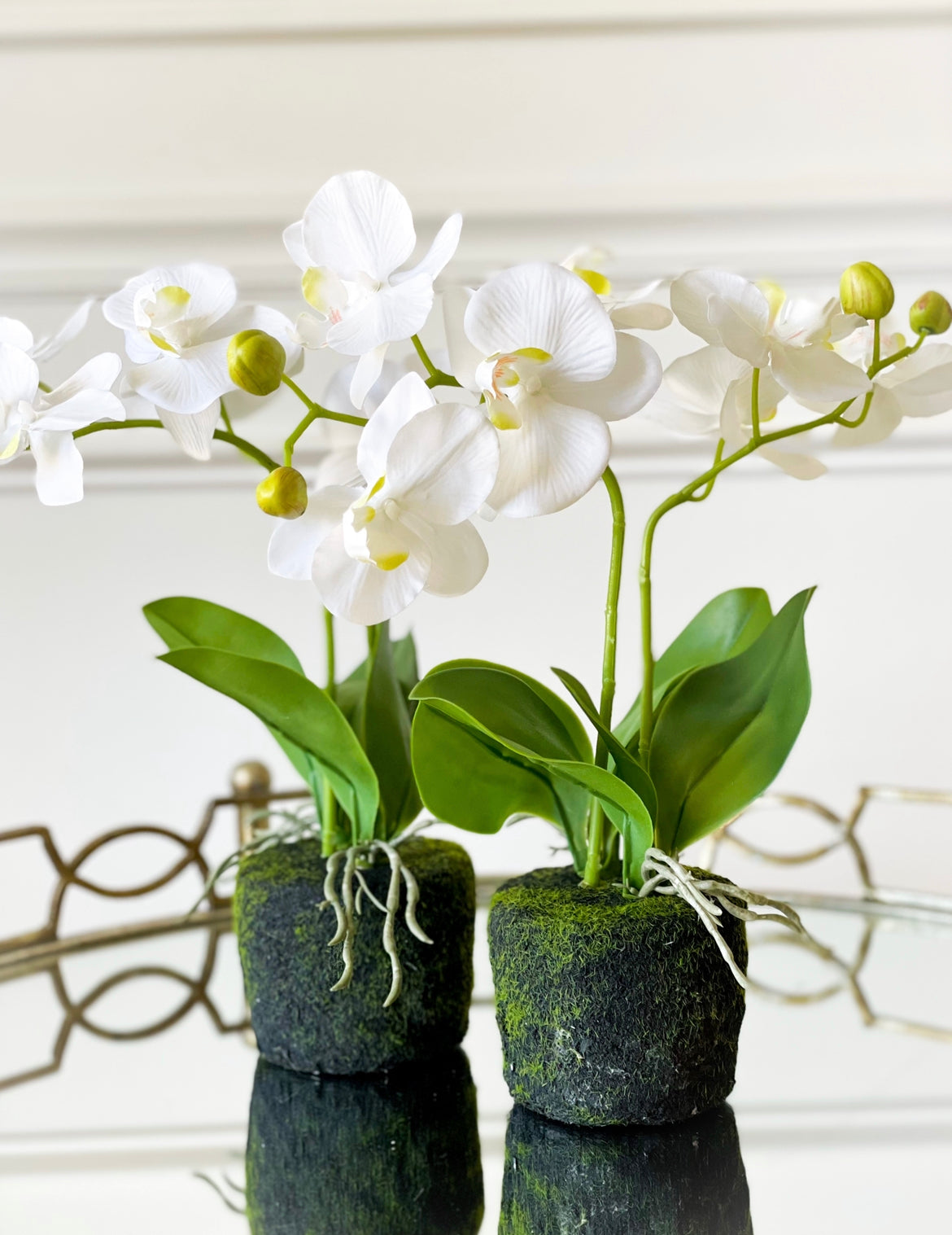 White Butterfly Orchid Plant