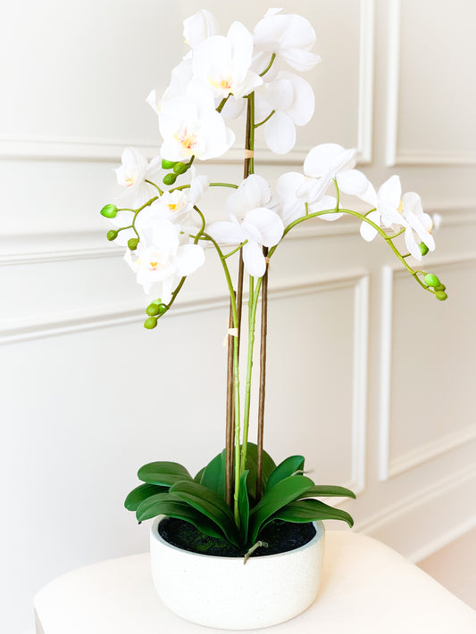 Orchid Plant in Cement Pot