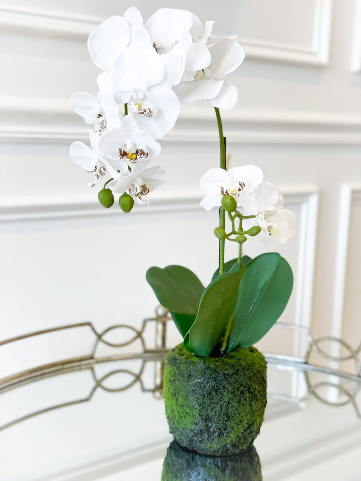 White Orchid with soil moss base