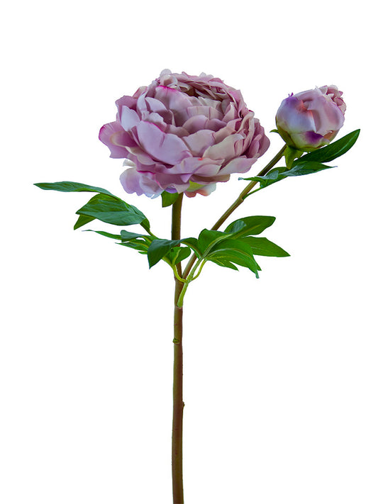 Fresh Touch Lavender Heirloom Peony