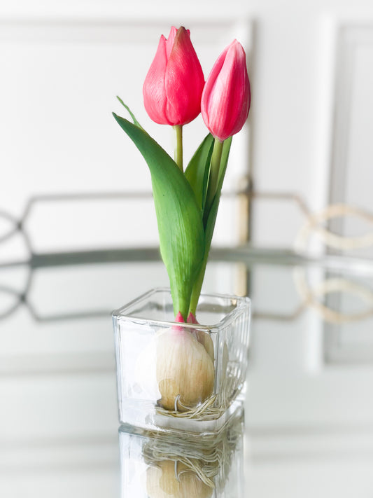 Fuchsia Tulip Bud And Bulb In Vase