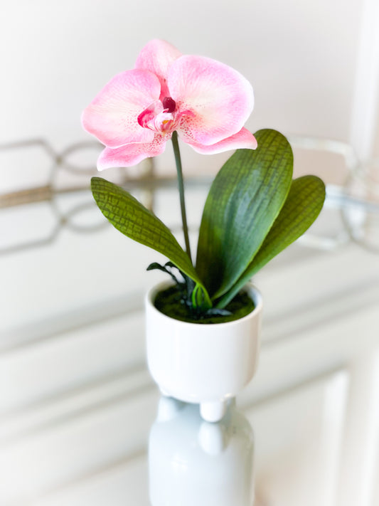 Pink Phalaenopsis Plant In White Ceramic Pot